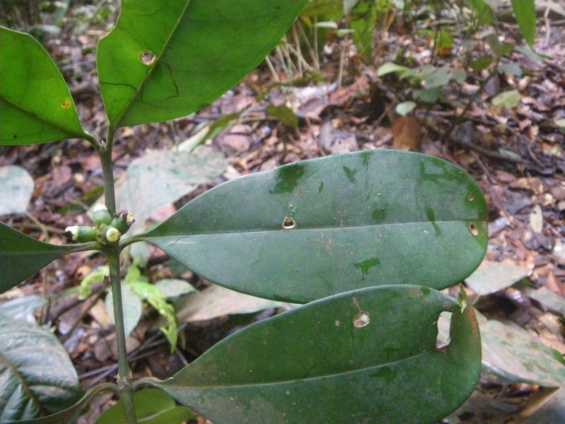 Craterispermum gabonicum photo 2
