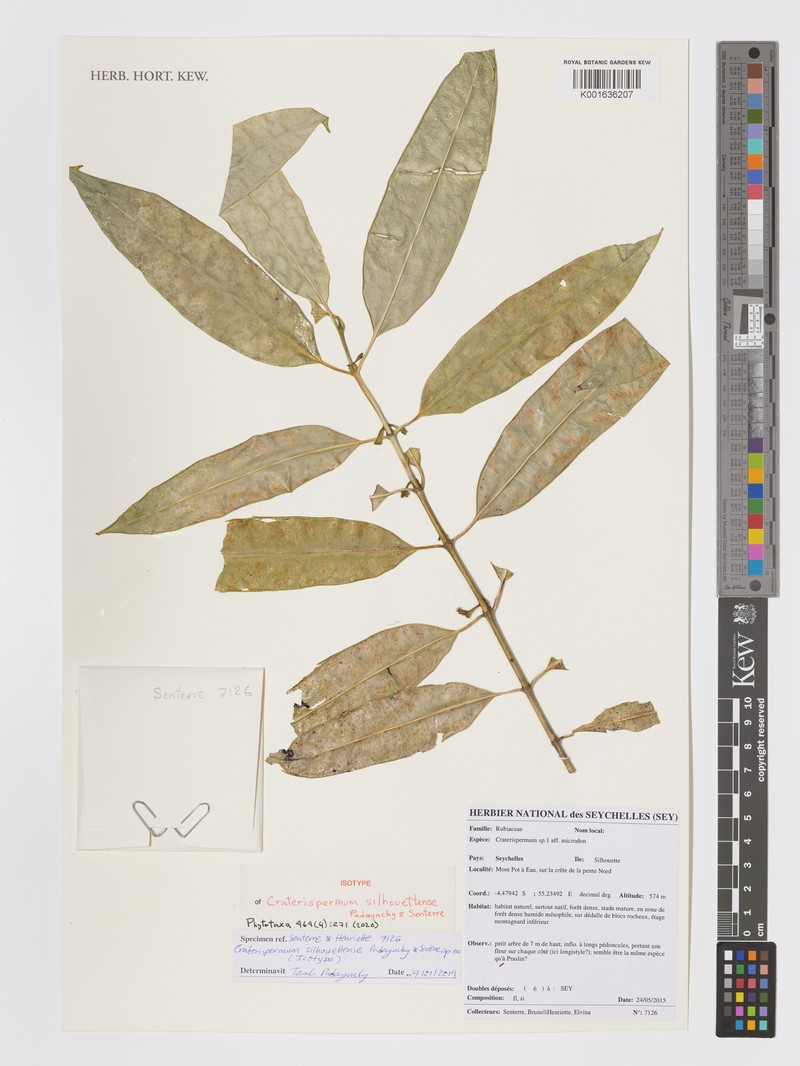 Craterispermum silhouettense