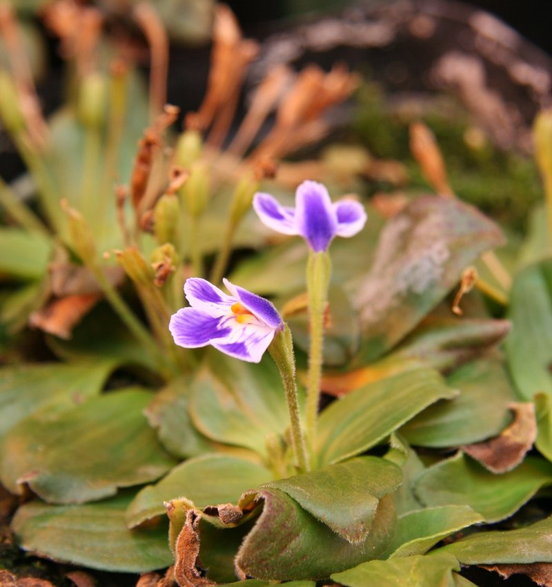 Craterostigma pumilum