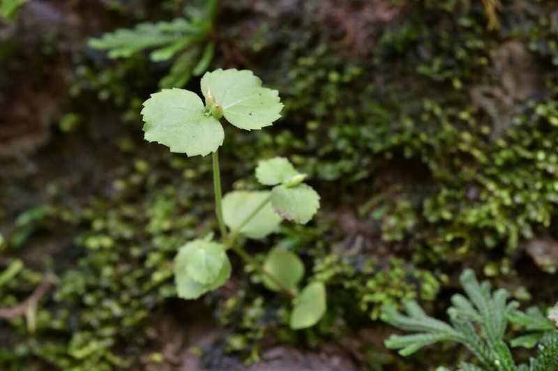 Craterostigma sessiliflorum