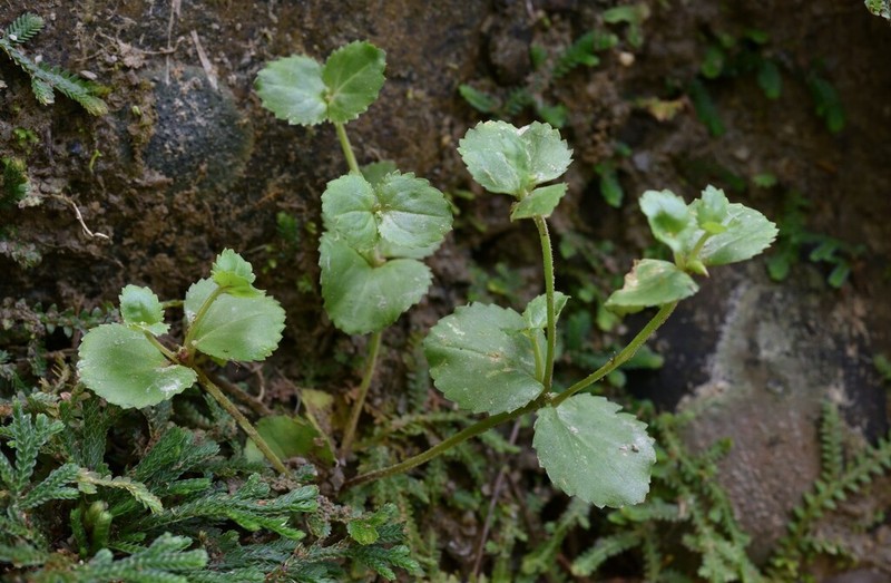 Craterostigma sessiliflorum photo 2
