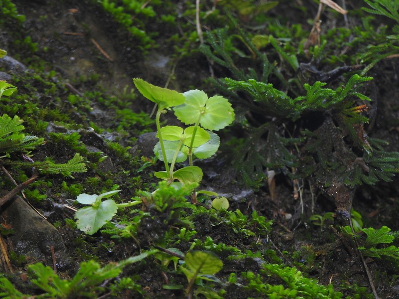 Craterostigma sessiliflorum photo 3