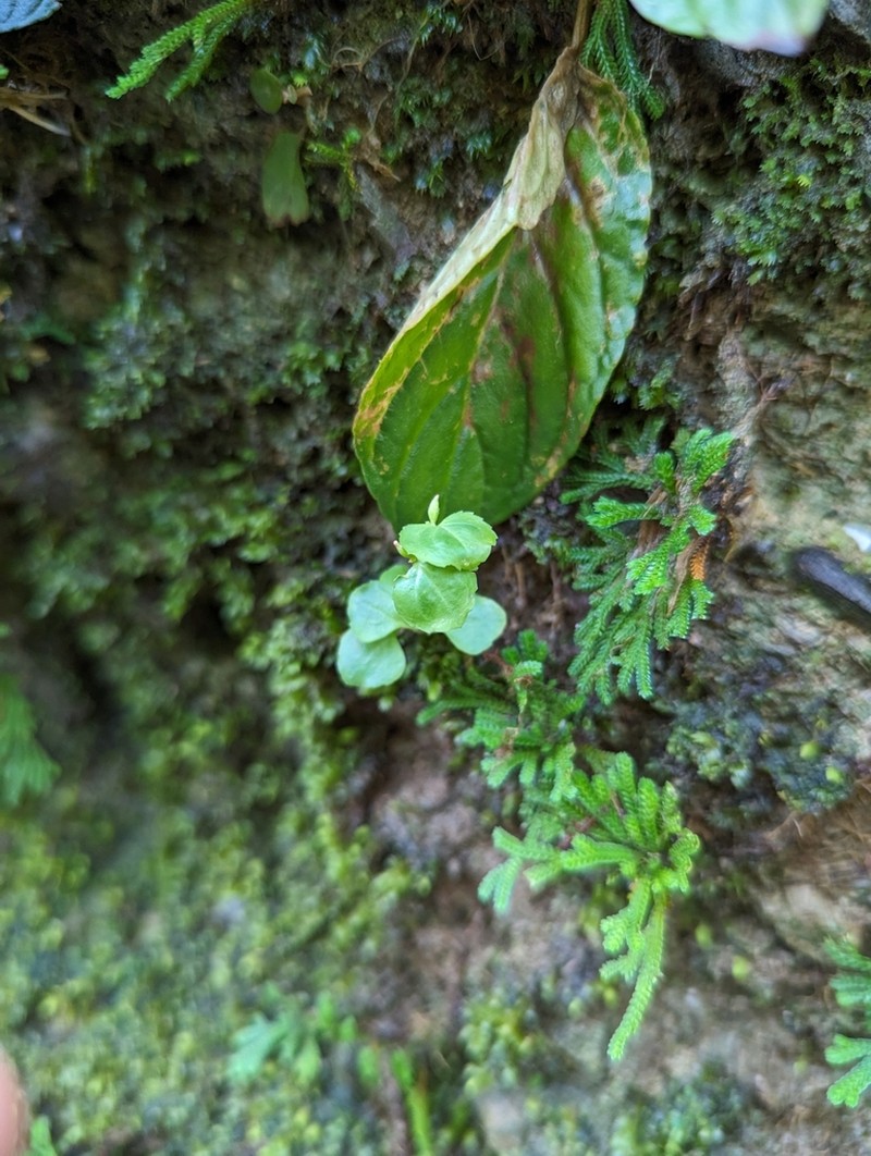 Craterostigma sessiliflorum photo 4