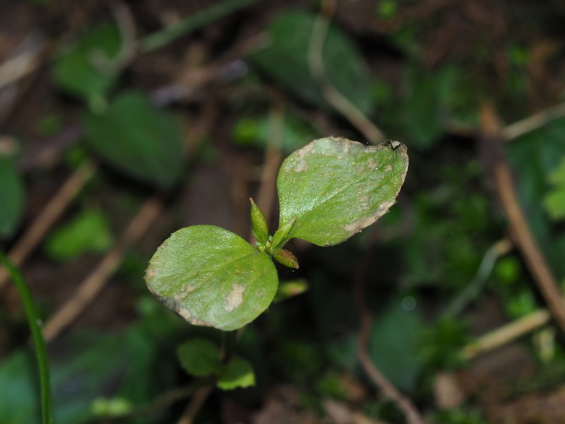 Craterostigma sessiliflorum photo 5