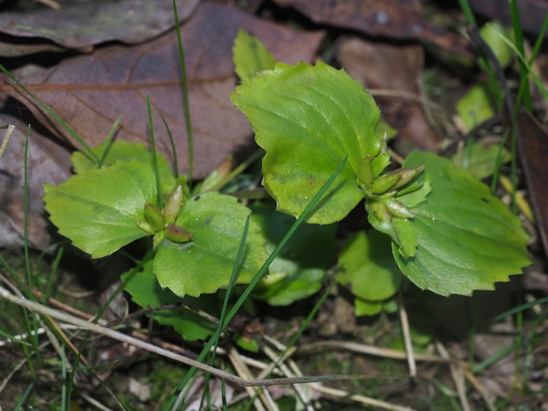 Craterostigma sessiliflorum photo 6