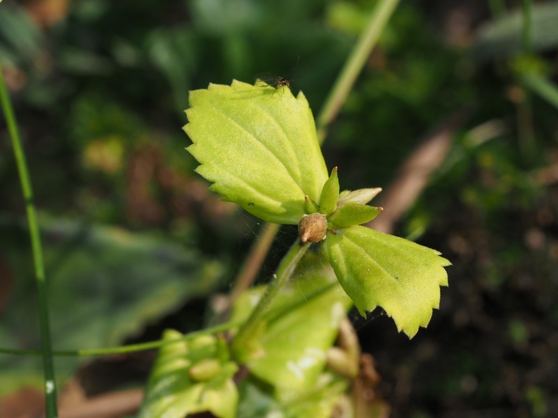 Craterostigma sessiliflorum photo 7