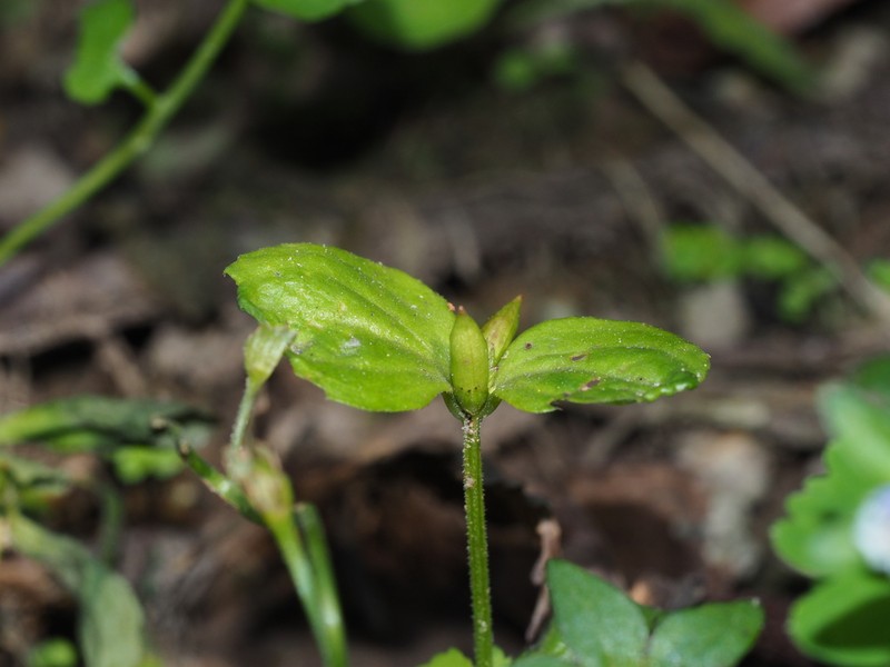 Craterostigma sessiliflorum photo 8