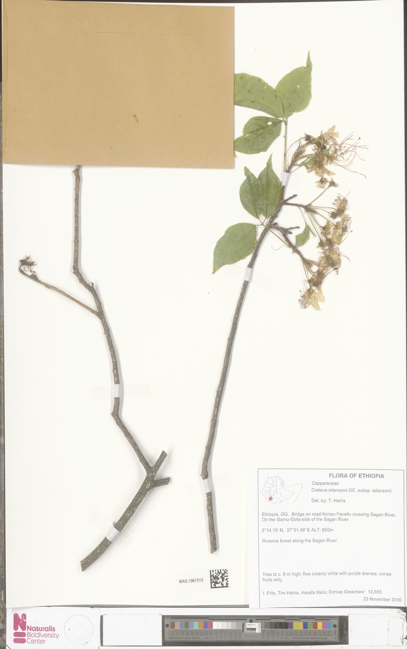 Crateva adansonii subsp. adansonii
