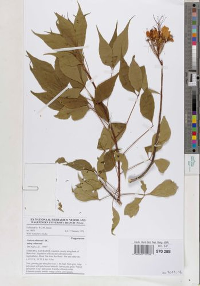 Crateva adansonii subsp. adansonii photo 2