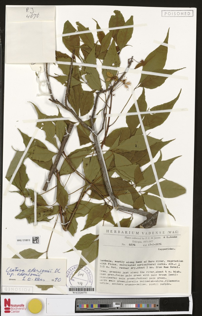 Crateva adansonii subsp. adansonii photo 3