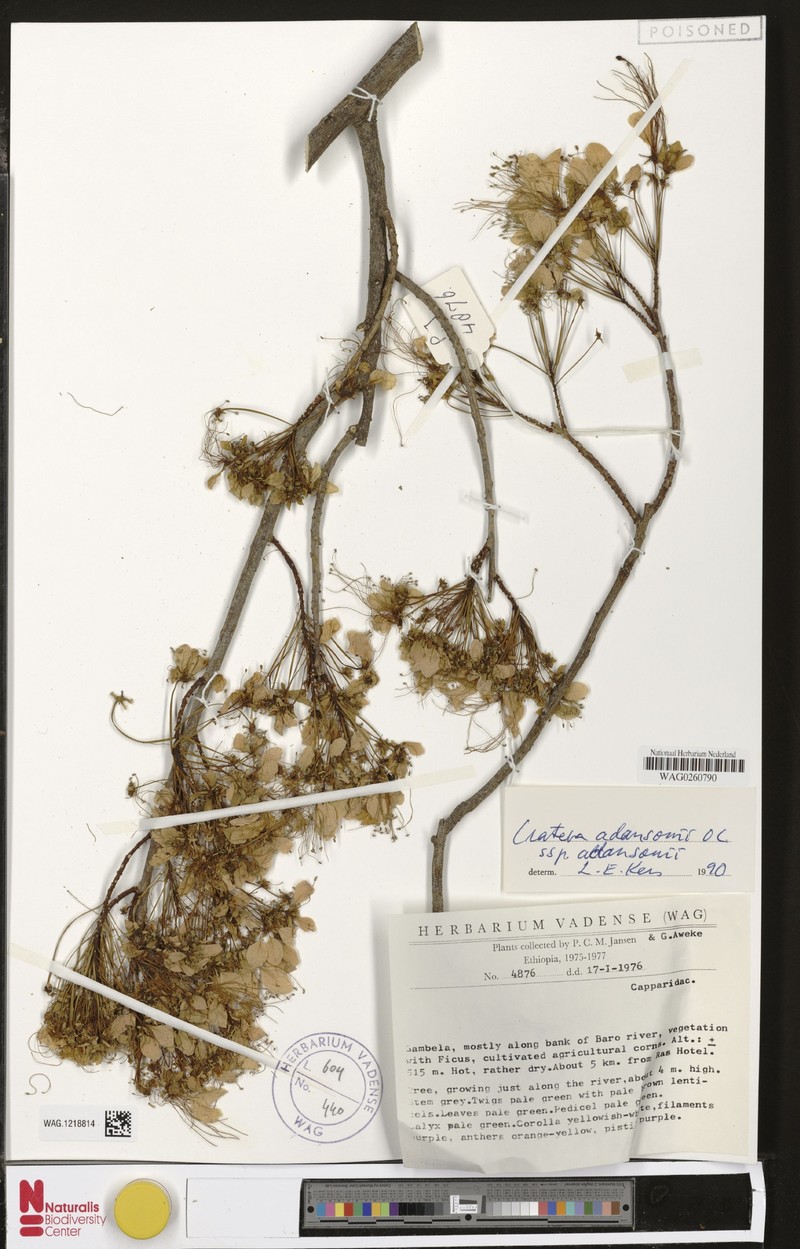 Crateva adansonii subsp. adansonii photo 4