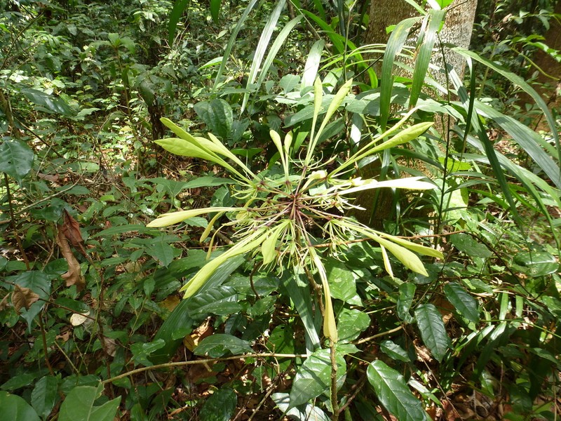 Crateva eminens photo 3