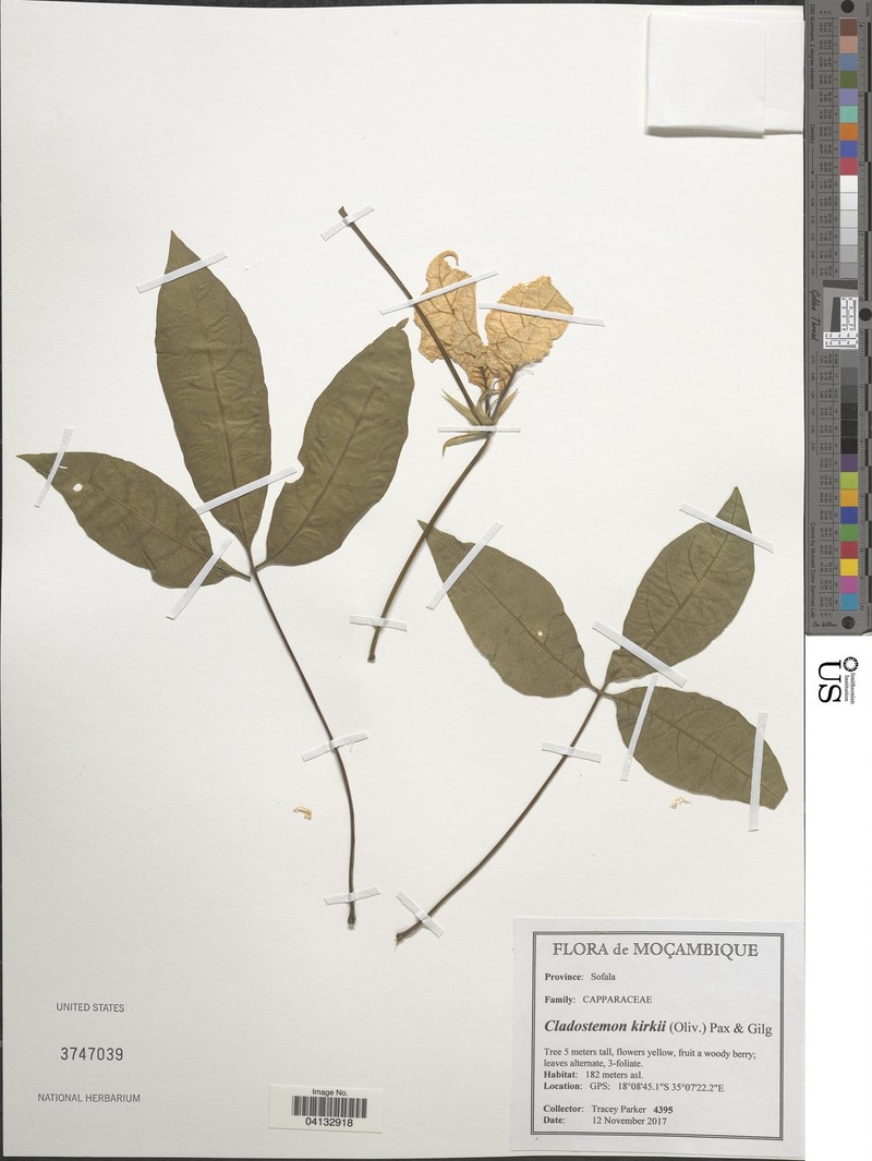 Crateva kirkii