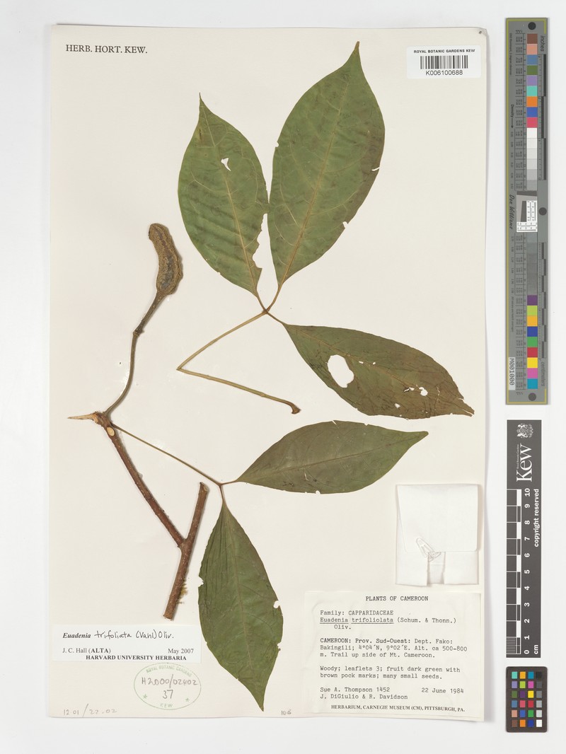 Crateva monticola