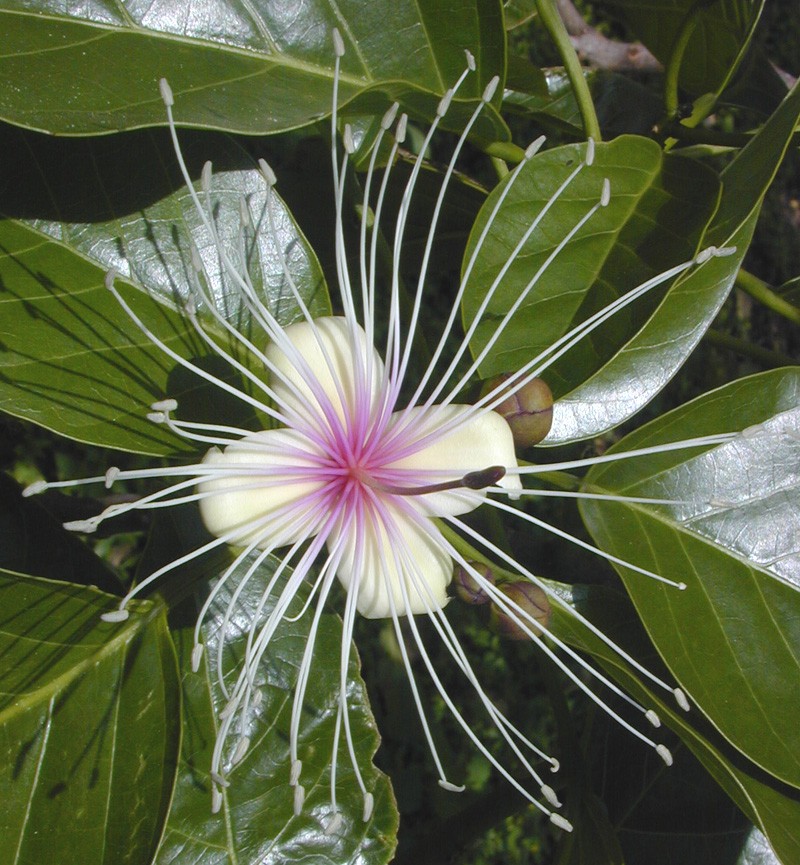 Crateva