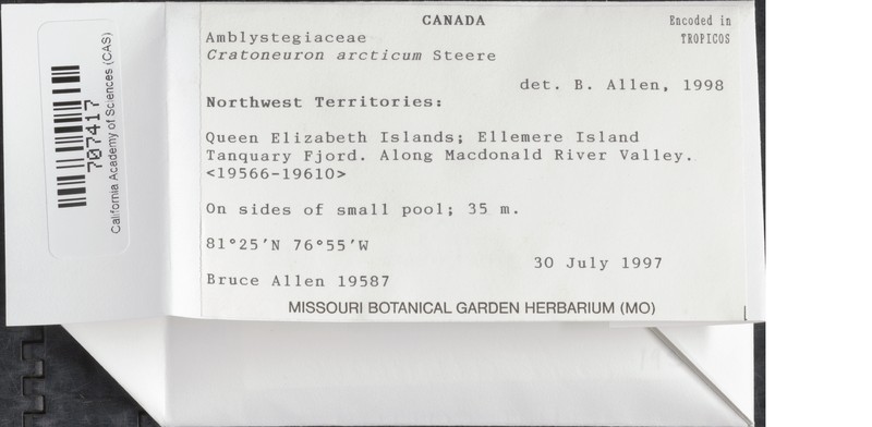Arctic Cratoneuron Moss