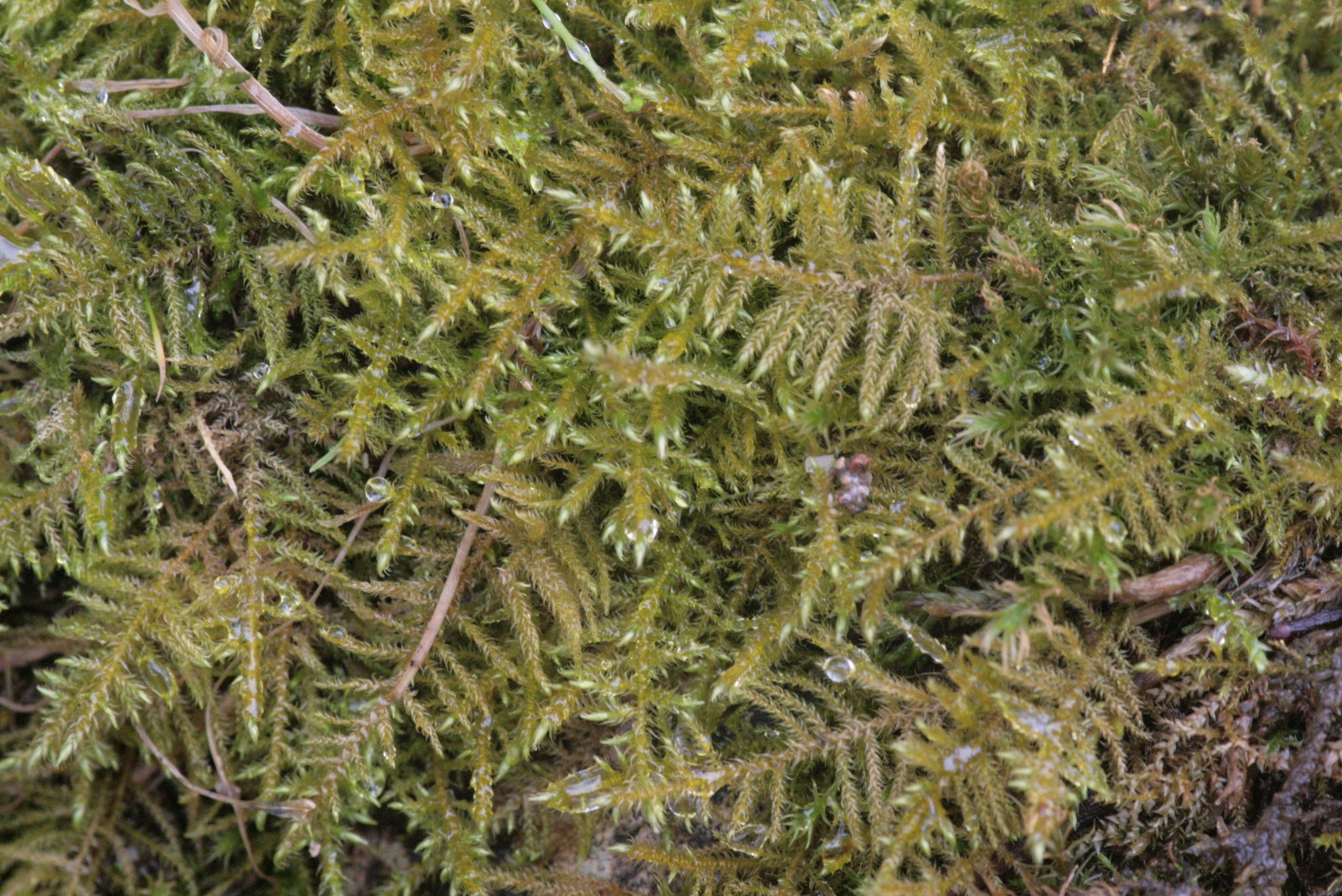 Cratoneuron Moss