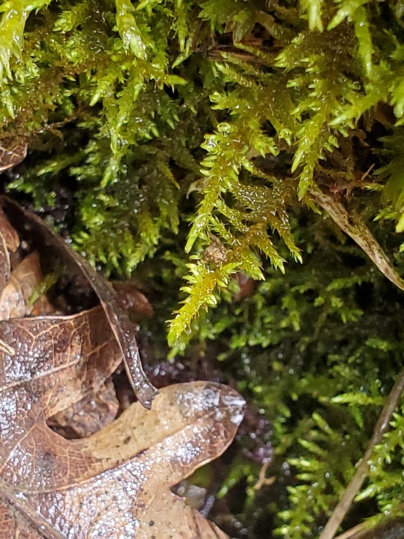 Cratoneuron Moss