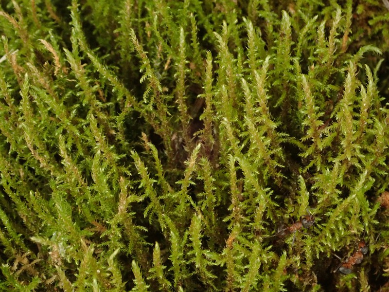 Cratoneuron Moss photo 2