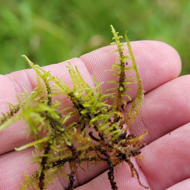 Cratoneuron Moss photo 3