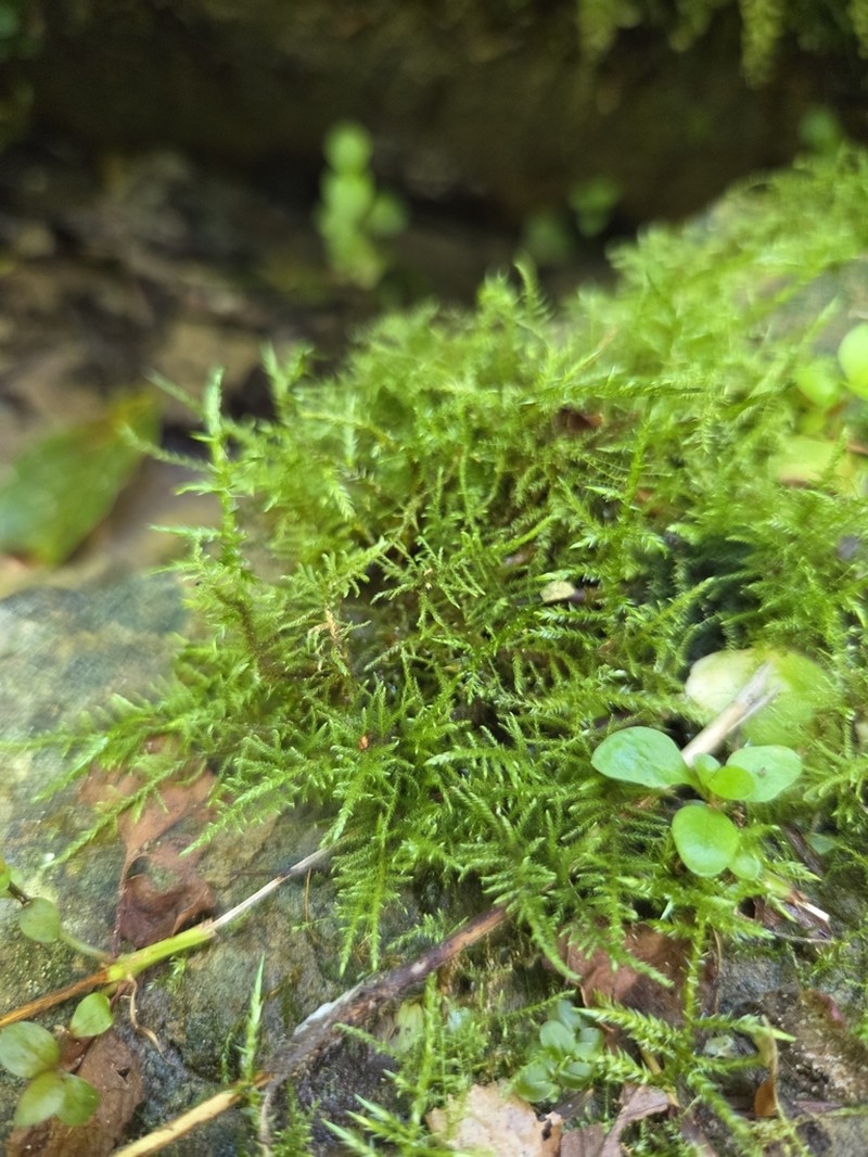 Cratoneuron Moss photo 4