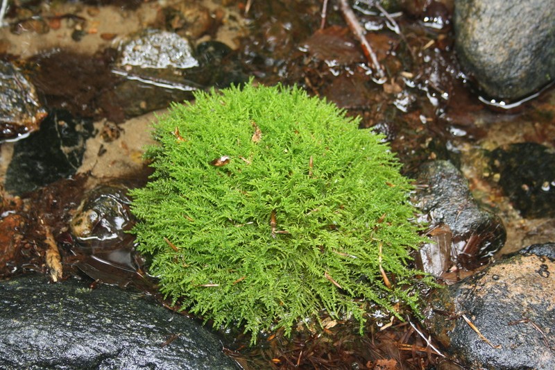 Cratoneuron Moss photo 5