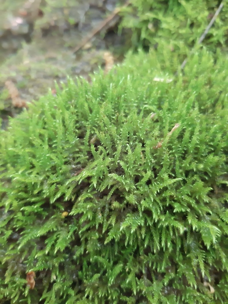 Cratoneuron Moss photo 6