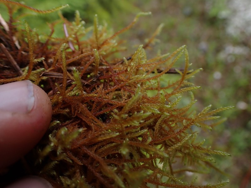 Cratoneuron Moss photo 7
