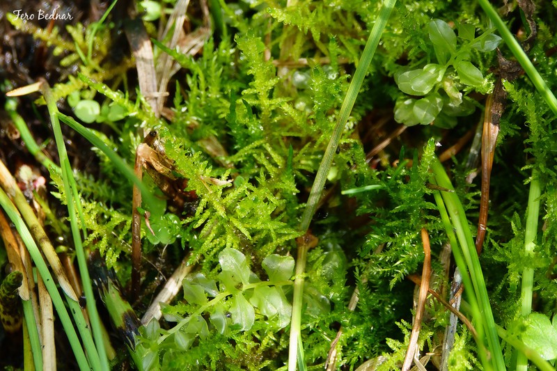 Cratoneuron Moss photo 8