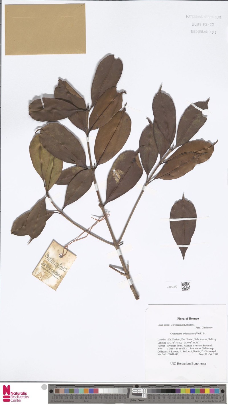 Cratoxylum arborescens