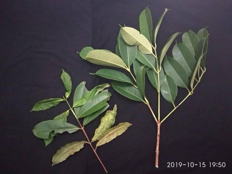 Cratoxylum arborescens photo 2