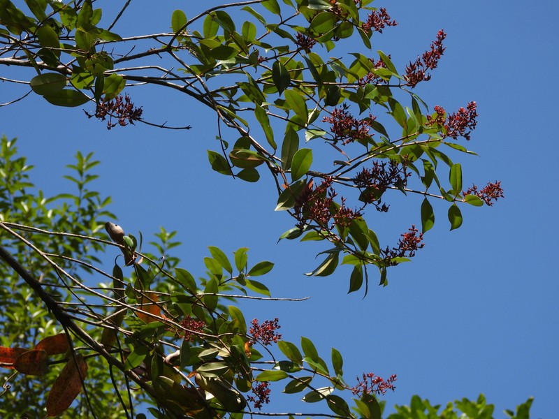Cratoxylum arborescens photo 3