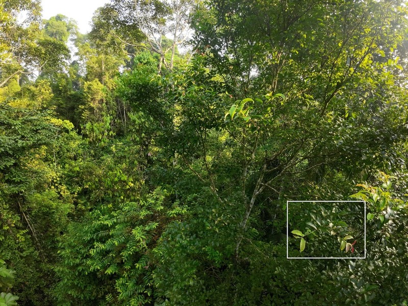 Cratoxylum arborescens photo 4