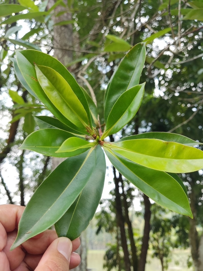 Cratoxylum arborescens photo 5