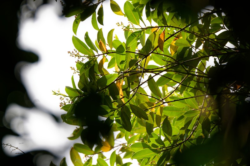 Cratoxylum arborescens photo 6