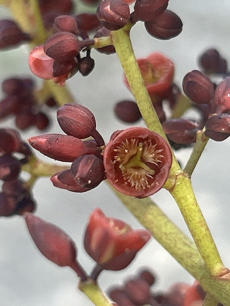 Cratoxylum arborescens photo 7