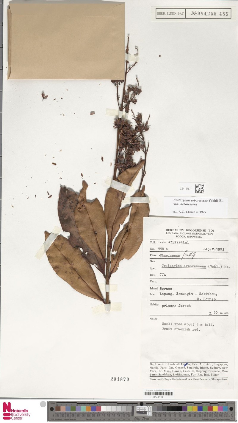 Cratoxylum arborescens var. arborescens