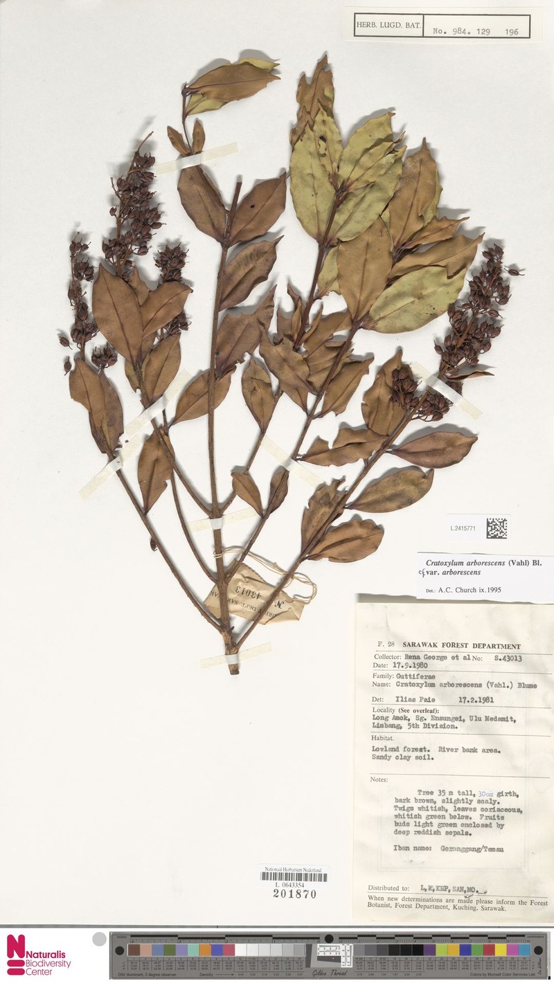 Cratoxylum arborescens var. arborescens photo 2