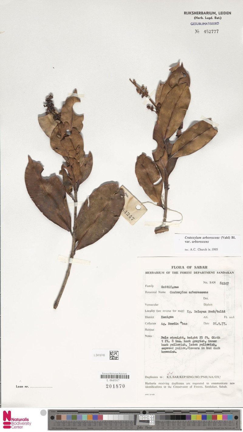 Cratoxylum arborescens var. arborescens photo 3