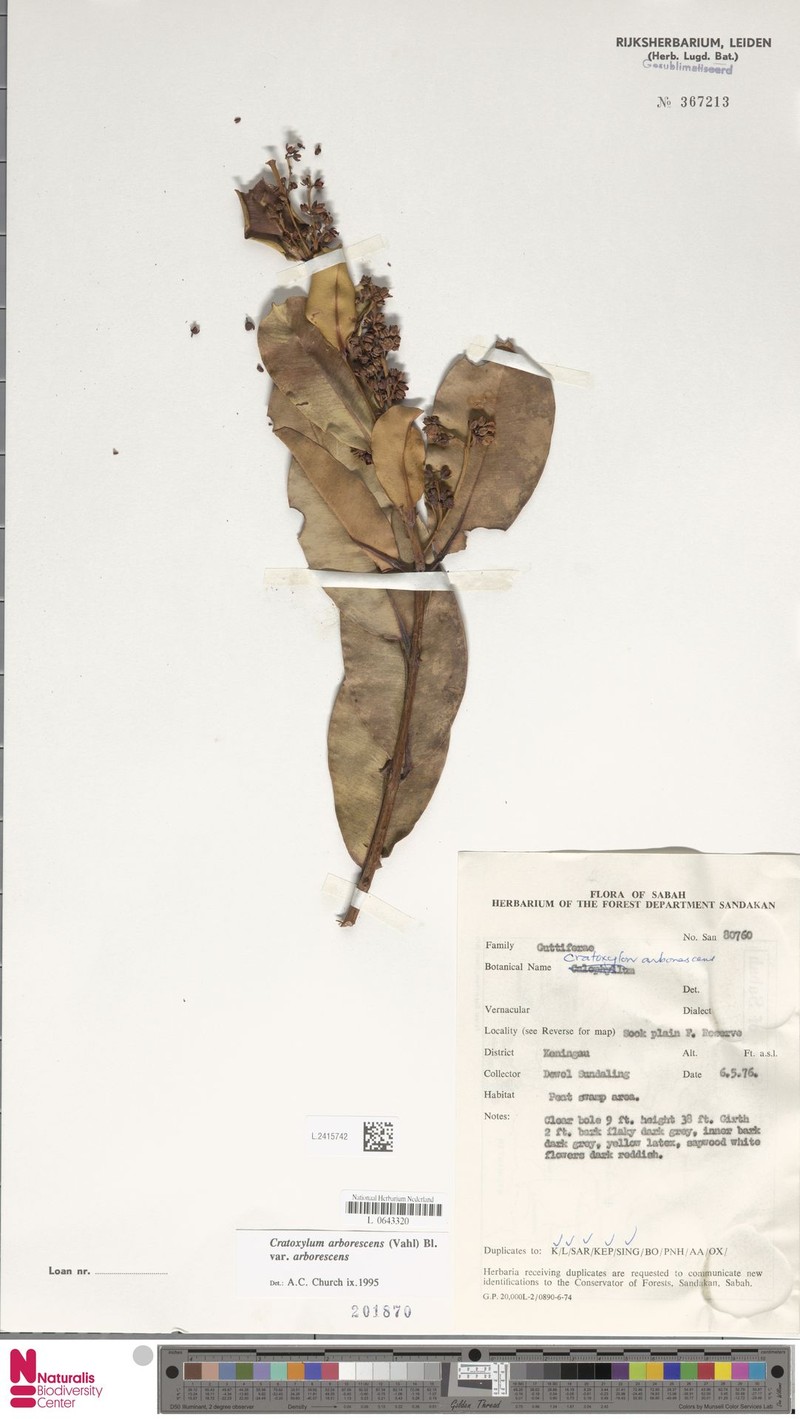 Cratoxylum arborescens var. arborescens photo 4