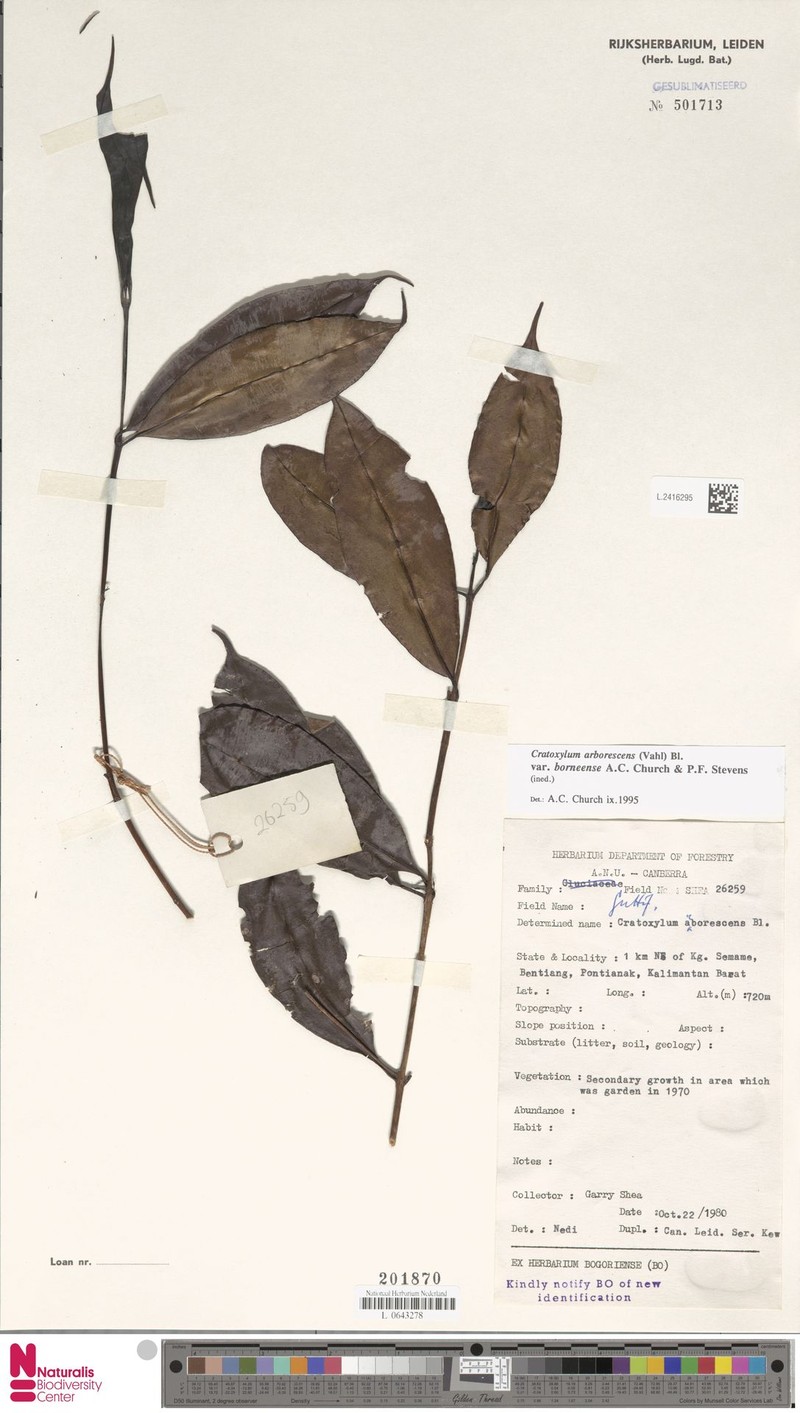 Cratoxylum arborescens var. borneense