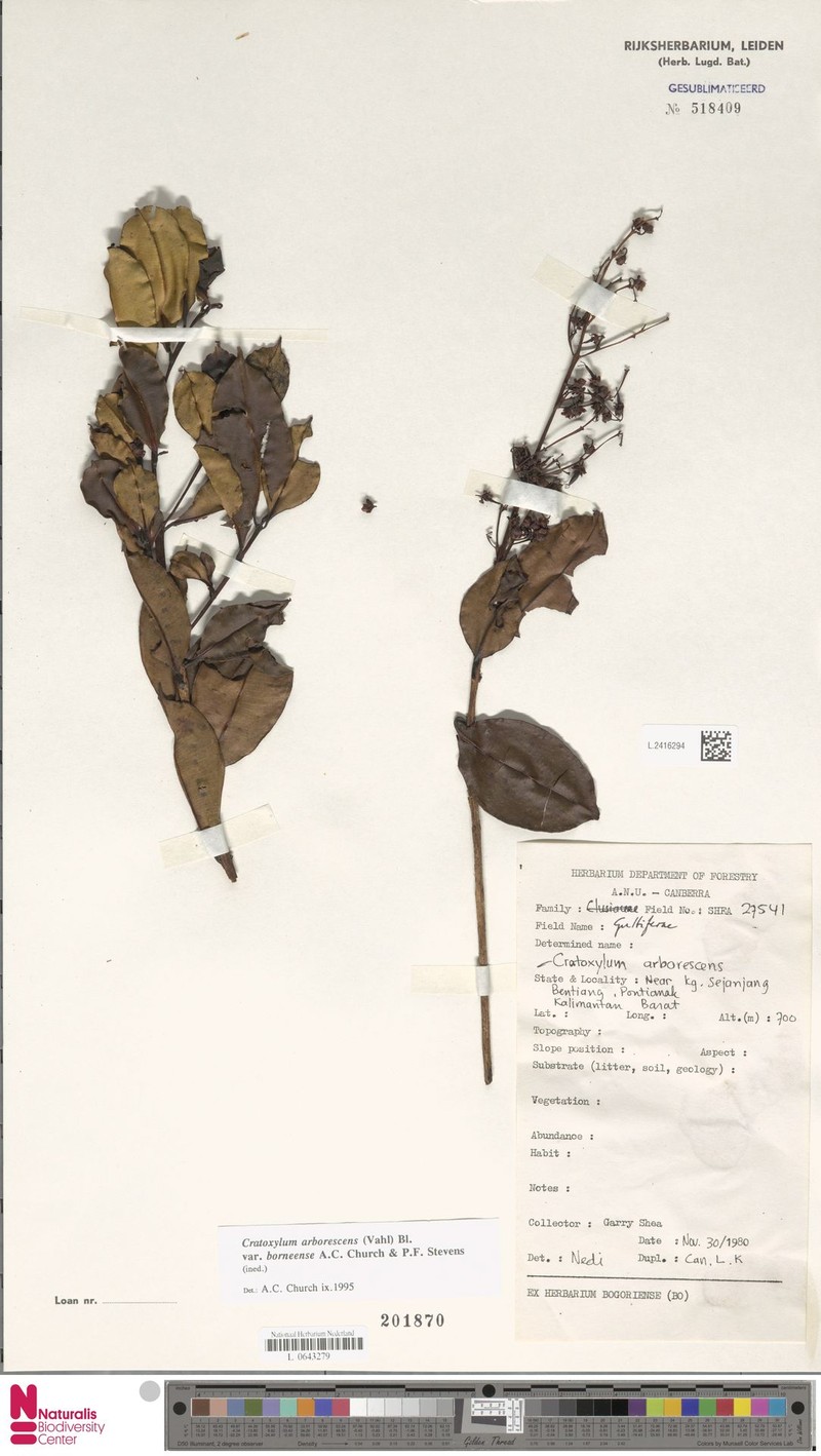 Cratoxylum arborescens var. borneense photo 2