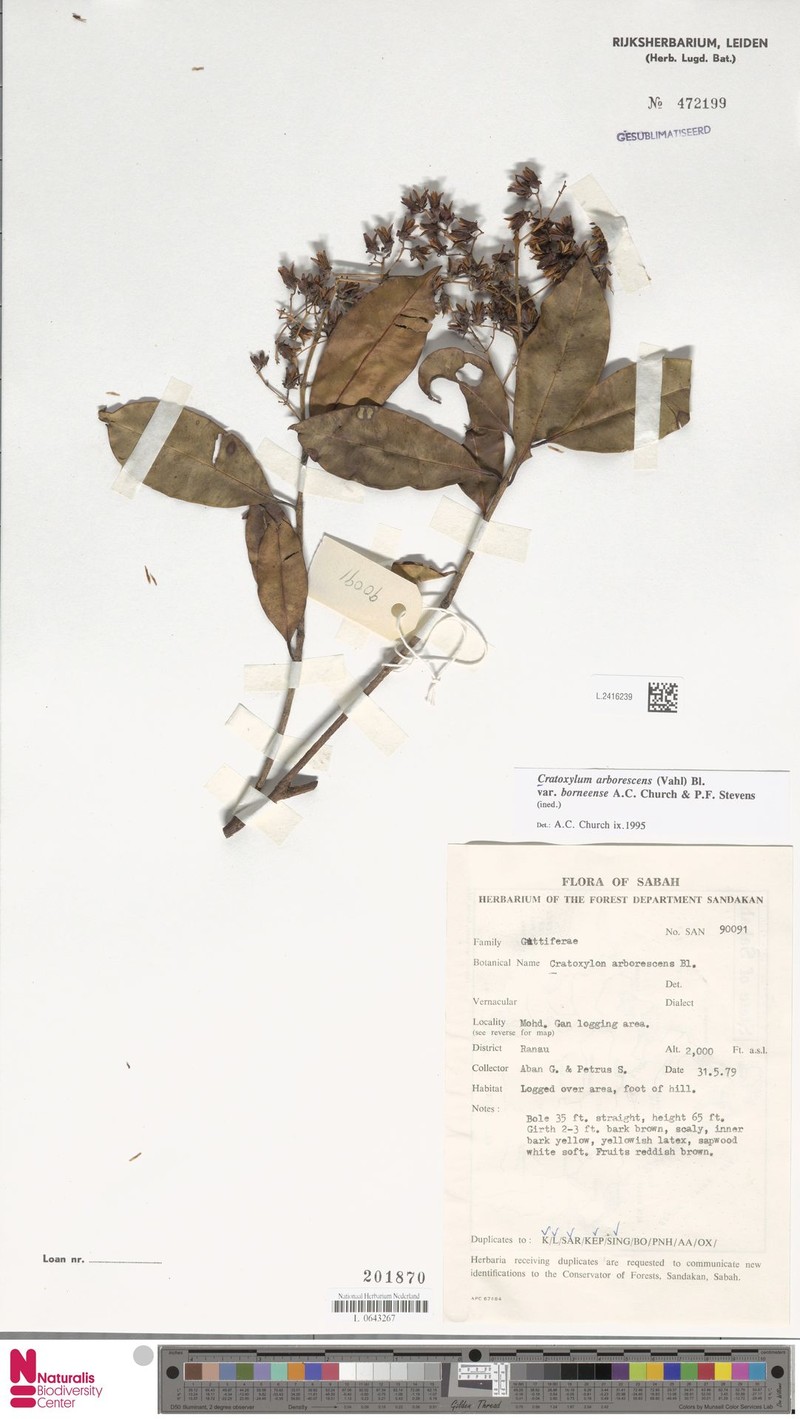 Cratoxylum arborescens var. borneense photo 3