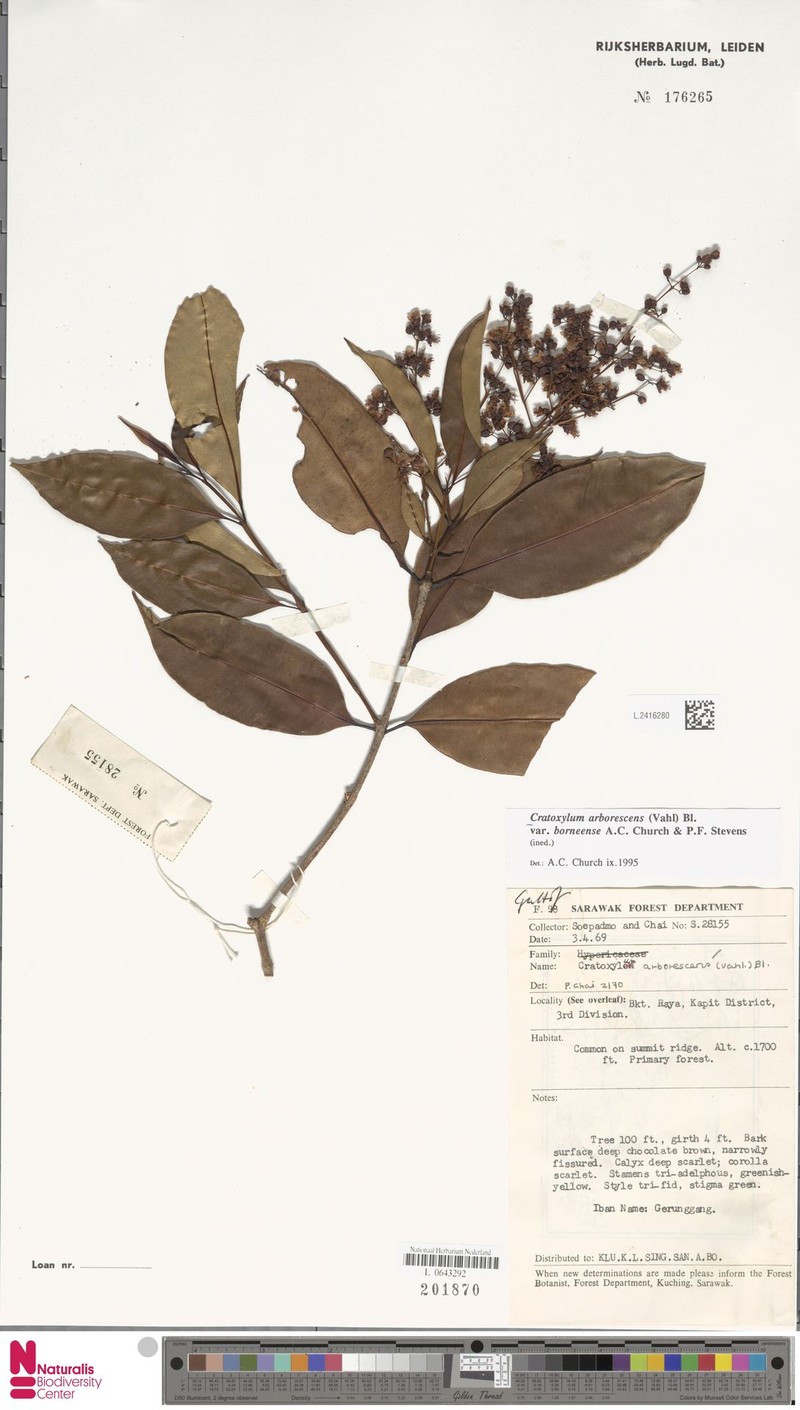 Cratoxylum arborescens var. borneense photo 4