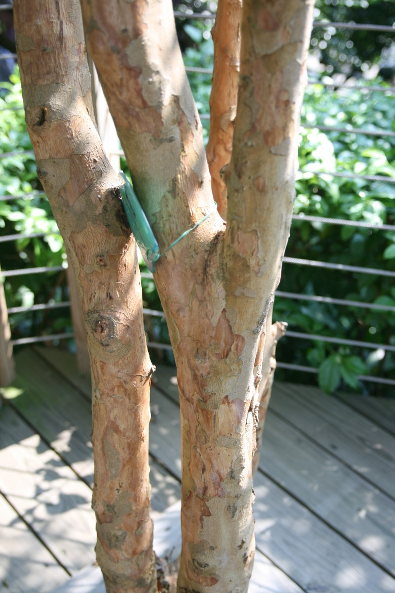 Cratoxylum cochinchinense