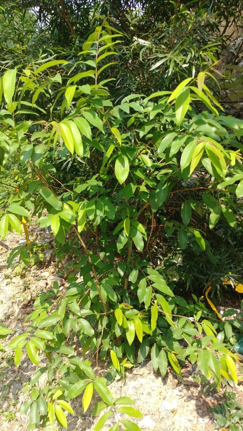 Cratoxylum cochinchinense photo 3