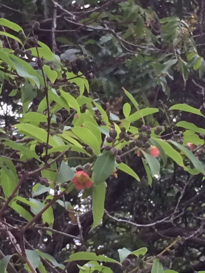 Cratoxylum cochinchinense photo 5