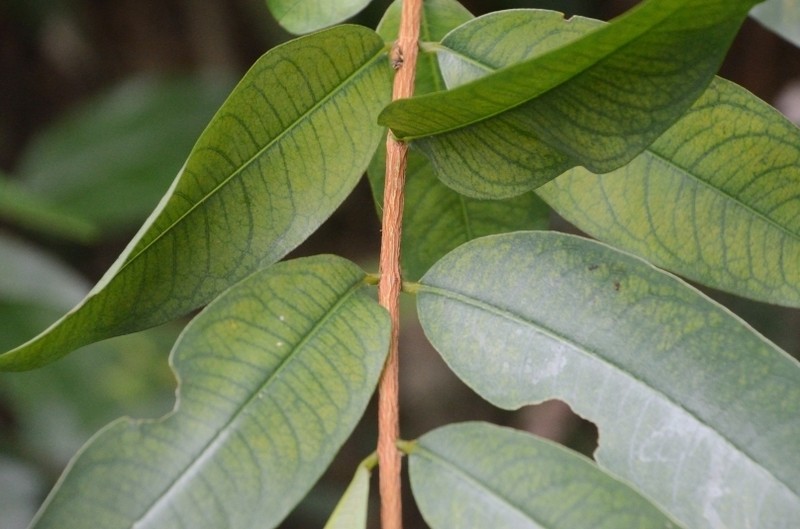 Cratoxylum cochinchinense photo 6