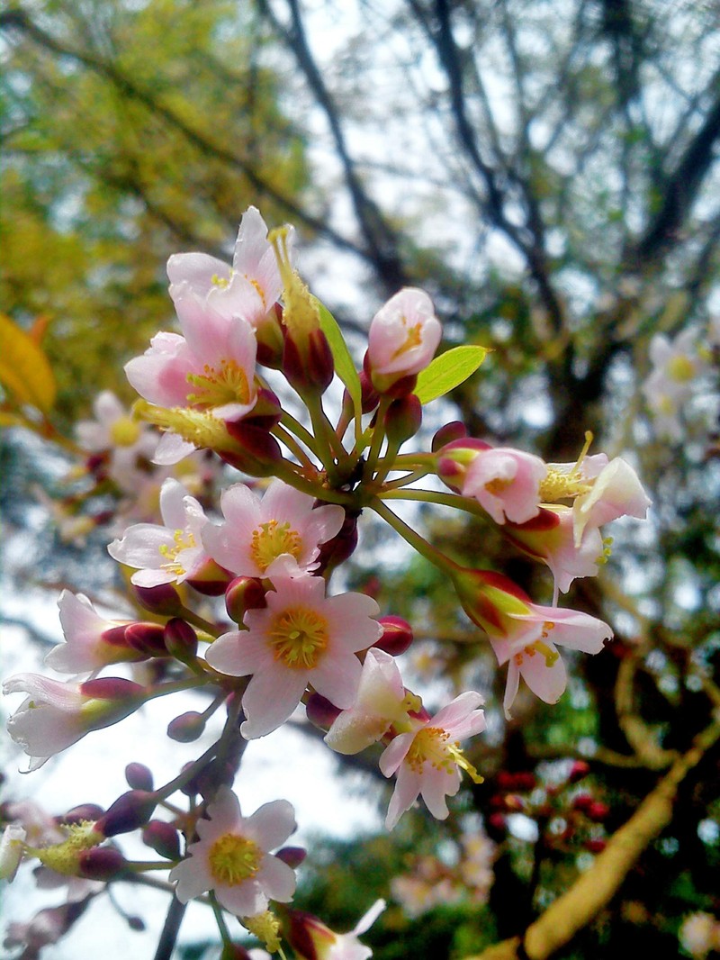 Cratoxylum formosum