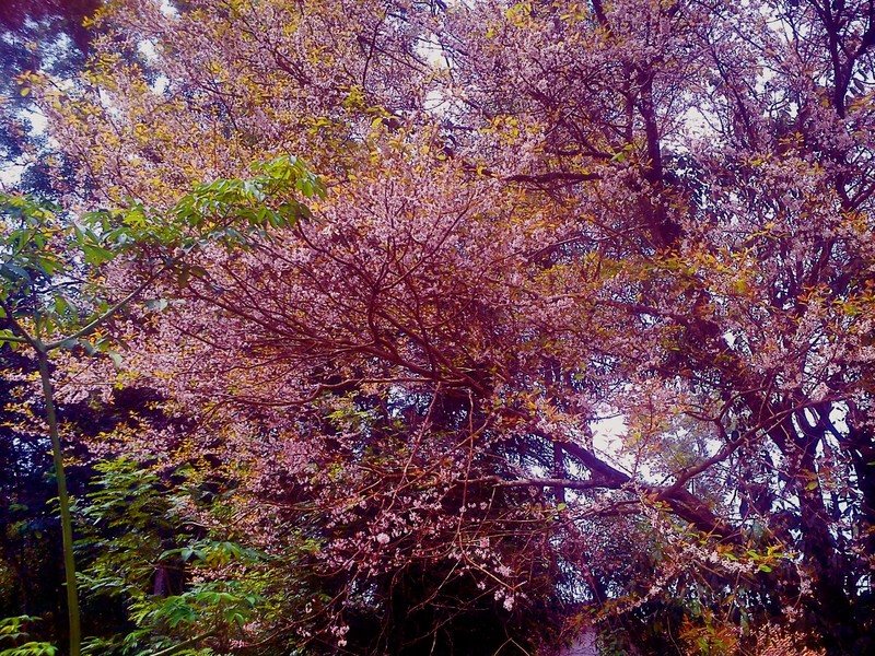 Cratoxylum formosum photo 2